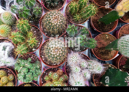 Vari vasi di piante succulente e cactus piante in serra giardino. varie cactacee sugli scaffali del negozio. La vista dall'alto. Piccolo decorativi Foto Stock