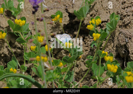 Baton blue butterfly nome latino pseudophilotes baton confondibili con un comune o eros blu polyommatus icarus o eros su un giallo fiore di trifoglio Foto Stock