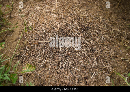 Formica obscuripes western ricoprendo di paglia colonia di formiche Foto Stock