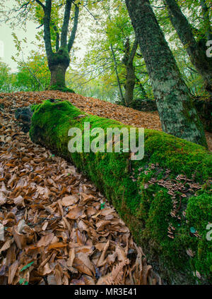 Un tronco caduto nel mezzo di una foresta, coperti di muschio Foto Stock