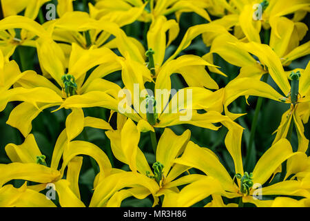 Star tulipani gialli Foto Stock