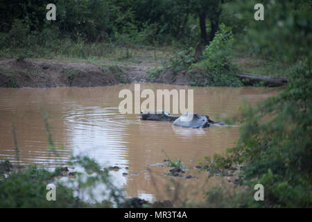 Buffalo si trova in un piccolo stagno. Foto Stock