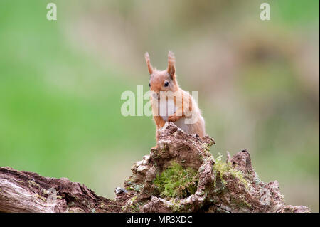 Un Rosso scoiattolo (Sciurus vulgaris) nei boschi di Dumfries e Galloway, Scotland, Regno Unito Foto Stock