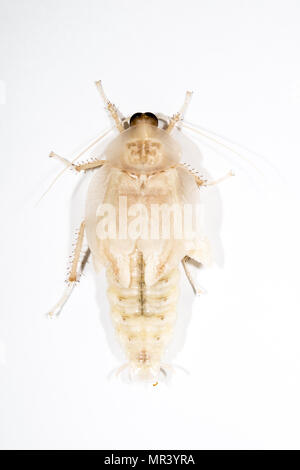 Una chiusura di un testa di decessi scarafaggio, decessi capo muta scarafaggio e l effusione del suo guscio in bianco. Isolato su sfondo bianco, copia dello spazio. Foto Stock