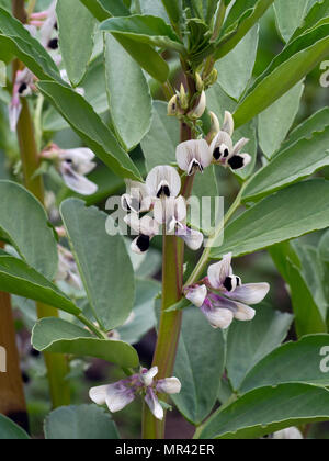 Fava 'Aquadulce Claudia in fiore nel far crescere il tuo giardino Foto Stock