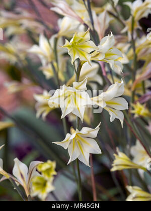 Gladiolus tristis in estate confine Foto Stock