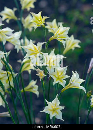 Gladiolus tristis in estate confine Foto Stock