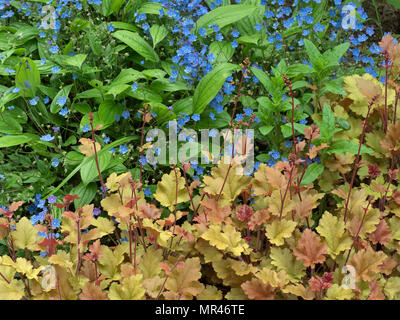 Heuchera "marmellata" con Omphalodes Cherry Ingram Foto Stock