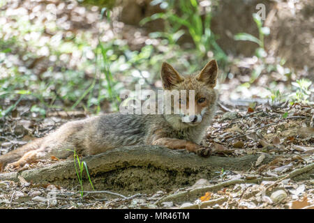 La Fox vicino il lago pellicone. Ho visto qui e in quel giorno ho avuto il teleobiettivo zoom con me e mi ha preso la prima immagine Foto Stock