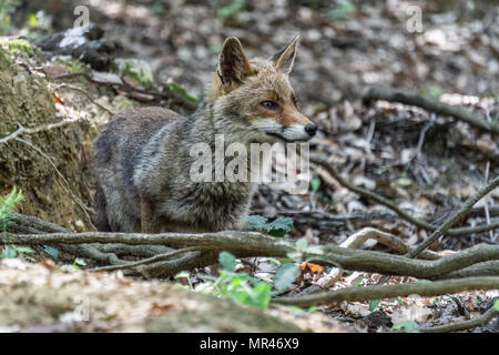 La Fox vicino il lago pellicone. Ho visto qui e in quel giorno ho avuto il teleobiettivo zoom con me e mi ha preso la prima immagine Foto Stock