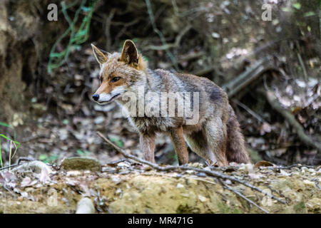 La Fox vicino il lago pellicone. Ho visto qui e in quel giorno ho avuto il teleobiettivo zoom con me e mi ha preso la prima immagine Foto Stock