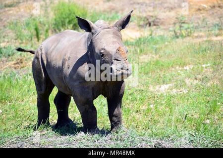 Specie in via di estinzione Baby rinoceronte bianco Foto Stock