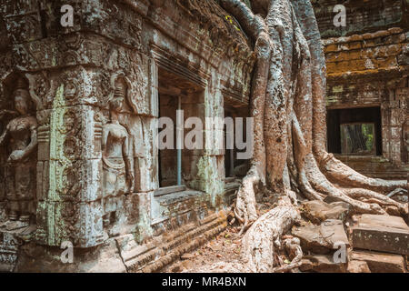 Albero Gigante e le radici nel tempio Ta Prom Angkor Wat Cambogia landmark Foto Stock