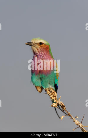 Rullo Lilacbreasted sedersi su un nodo, etosha nationalpark, Namibia, (coracias caudata) Foto Stock