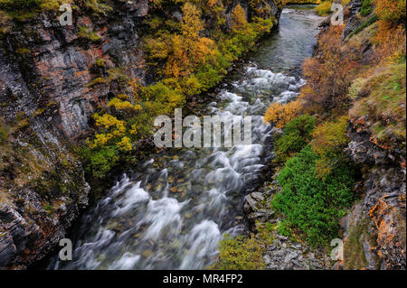 Driva canyon in autunno, dovrefjell nationalpark, Norvegia Foto Stock
