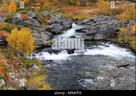 Il fiume driva in autunno, dovrefjell, Norvegia Foto Stock