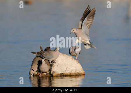 Capo Tortora bere su un waterhole, etosha nationalpark, Namibia,(streptopelia capicola) Foto Stock