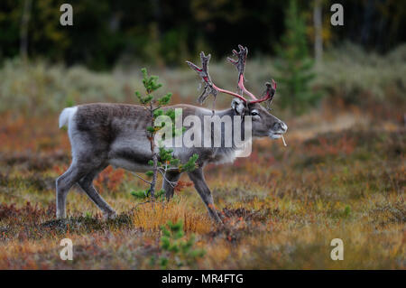 La renna in un paesaggio autunnale, flatruet, svezia (rangifer tarandus) Foto Stock