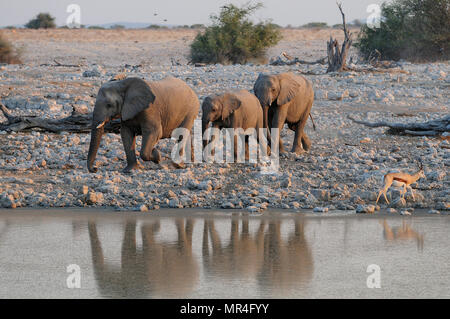 Elefante africano gruppo di eseguire al waterhole, etosha nationalpark, Namibia, (Loxodonta africana) Foto Stock