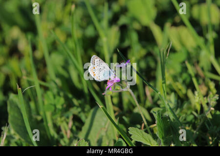 Comune di blue butterfly corpo blu ma con macchie di colore arancione e pallido underwing latino polyommatus icarus boalensis in rosa di cicogna bill erodium malacoides Foto Stock