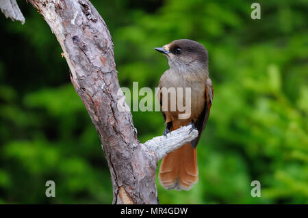 Siberian jay sedersi su un nodo, svezia (perisoreus infaustus) Foto Stock