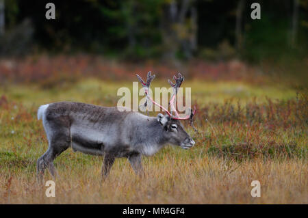 La renna in un paesaggio autunnale, flatruet, svezia (rangifer tarandus) Foto Stock