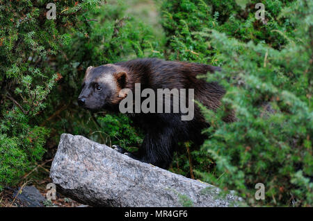 Wolverine in una foresta, svezia (gulo gulo) Foto Stock