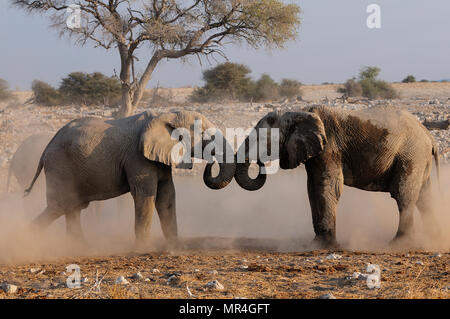 Gli elefanti africani sono la riproduzione di lotta, etosha nationalpark, Namibia, (Loxodonta africana) Foto Stock