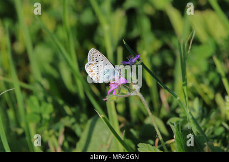 Comune di blue butterfly corpo blu ma con macchie di colore arancione e pallido underwing latino polyommatus icarus boalensis in rosa di cicogna bill erodium malacoides Foto Stock