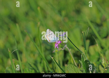 Comune di blue butterfly corpo blu ma con macchie di colore arancione e pallido underwing latino polyommatus icarus boalensis in rosa di cicogna bill erodium malacoides Foto Stock