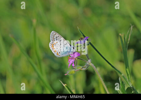 Comune di blue butterfly corpo blu ma con macchie di colore arancione e pallido underwing latino polyommatus icarus boalensis in rosa di cicogna bill erodium malacoides Foto Stock