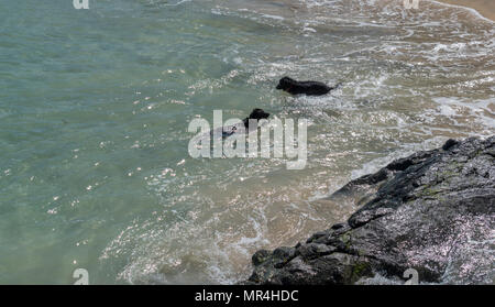 Cani giocando in mare a Bamaluz Beach, St Ives, Cornwall, Regno Unito Foto Stock