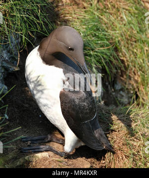 Guillemot in condizioni di allevamento su alte scogliere di gesso di East Yorkshire, Regno Unito. Foto Stock