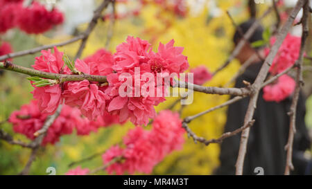 Questa immagine è di fiori di un enorme giardino nel Kashmir India i tulipani colorati sparsi in tutto il giardino offre un look accattivante dell'immagine. Foto Stock