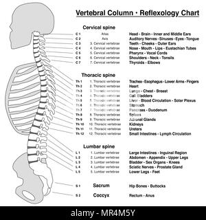 Colonna per colonna vertebrale riflessologia grafico. La colonna vertebrale con nomi e numeri delle vertebre - Vista laterale. Profilo isolato illustrazione sul bianco. Foto Stock