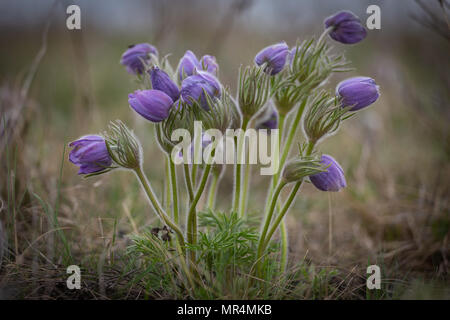 Mazzetto di inizio primavera bellissimi fiori è il nero o Small Pasqueflower - Pulsatilla pratensis ssp. nigricans, Ucraina Foto Stock