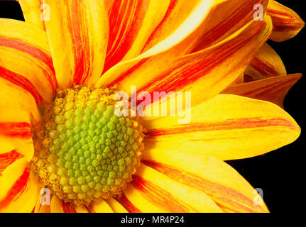 Macro di un grande bacio bianco con fiamma di colore giallo e rosso petali Foto Stock