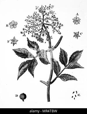 Incisione raffigurante un campione di sambuco. Sambucus nigra (vecchio) è un complesso di specie di piante in fiore nella famiglia Adoxaceae nativa per la maggior parte di Europa e Nord America. Nomi comuni includono il SAMBUCO bacche di sambuco nero, sambuco, Europeo sambuco, europeo e bacche di sambuco nero europeo il sambuco. Datata del XIX secolo Foto Stock