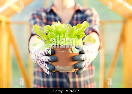 Donna che mantiene giovane la lattuga pot in piante di lattuga. Giardinaggio organico concetto Foto Stock