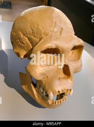 Replica di un cranio (homo florensis) da Liang Bua, Flores, Indonesia dating 74.000 BC - 17.000 BC. I resti di un individuo che avrebbe si fermò circa 1,1 m (3 ft 7 in) in altezza sono state scoperte nel 2003 a Liang Bua sull isola di Flores in Indonesia. Scheletri parziali di nove persone sono state recuperate, compreso un cranio completo. Foto Stock