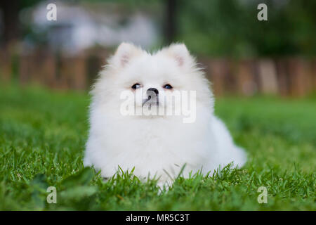 Spitz bianco giocando sull'erba Foto Stock