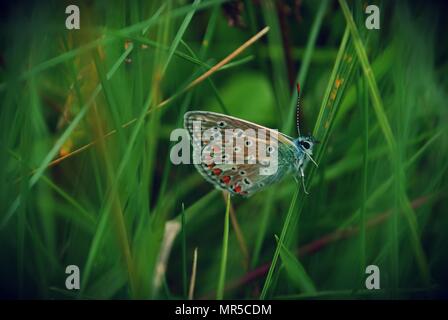 Close up di comune blue butterfly in un prato erboso (1) Foto Stock