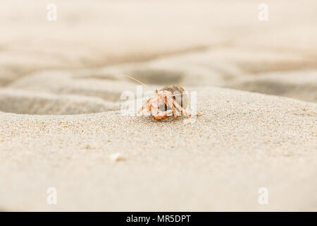 Il granchio eremita, Pagurus bernhardus, strisciando sulla spiaggia di sabbia in stretta fino a concentrarsi sulla parte anteriore rosa di parti del corpo contro uno sfondo sfocato Foto Stock