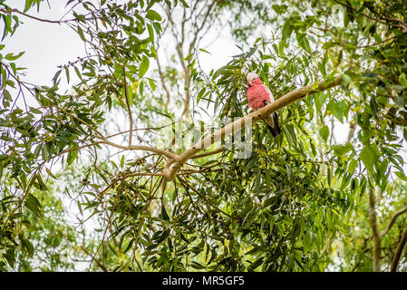 Galah cocktatoo noto anche come la rosa-breasted cockatoo, roseate cacatua o rosa e grigio Foto Stock