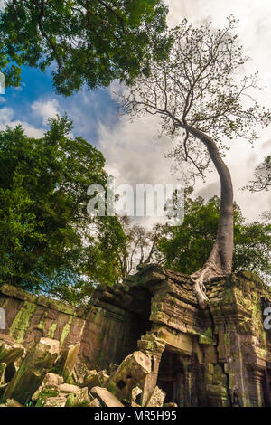 Un grande strangler fig è cresciuto sul tetto di una rovina che ha in parte crollate in Ta Prohm tempio di Angkor, Siem Reap, Cambogia. Foto Stock