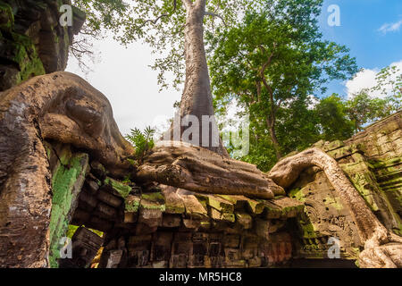 Una struttura ad albero Tetrameles con le sue enormi radici senza fine bobinatura come un serpente sulla parte superiore di una rovina nel famoso tempio Khmer Ta Prohm (Rajavihara). Foto Stock