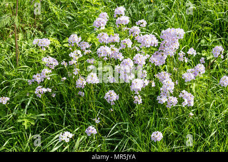 Ladies Smock (Cardamine pratensis) aka Cuckoo Flower o Milkmaids che fioriscono in un verge stradale nella Foresta di Dean nr St Briavels, Gloucestershire. Foto Stock