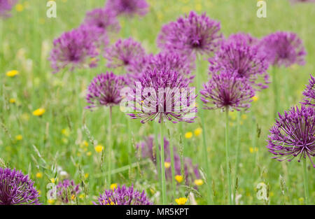 Allium " Purple Rain' ad RHS Wisley giardino. Foto Stock