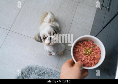 Shih tzu cane cibo dal proprietario alla cucina. Focus sul cane. Foto Stock