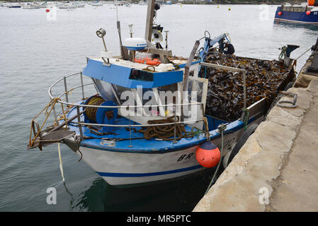 Rockweed semovente nave in Lanildut, leader in Europa di alghe marine porta di scarico (qui, Laminaria digitata) Foto Stock